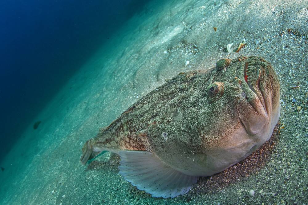 Go Dive Tarifa