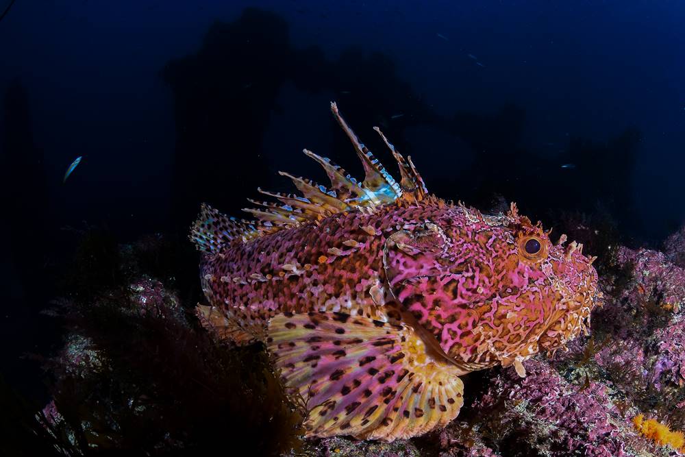 Go Dive Tarifa