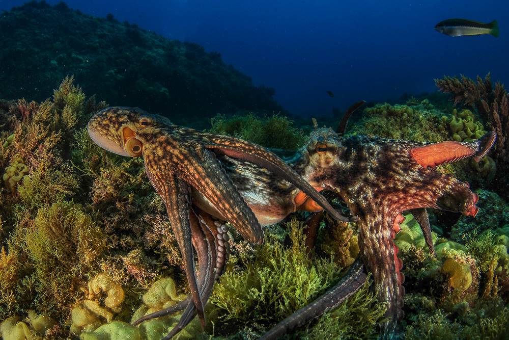 Go Dive Tarifa