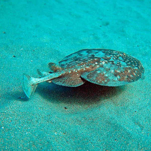 Buceo en La Garita