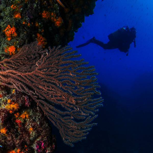 Buceo en La Pared