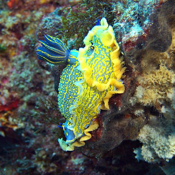 Buceo en Marroquí de Levante