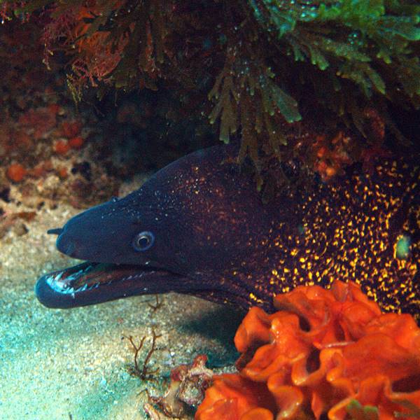 Buceo en Marroquí de poniente