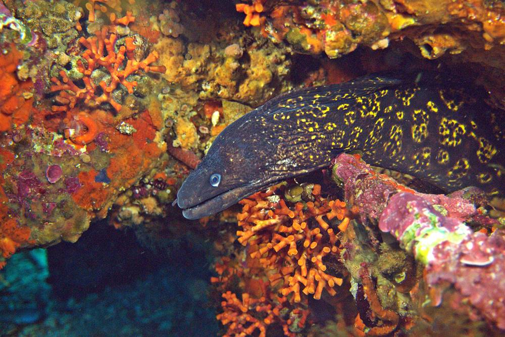Go Dive Tarifa