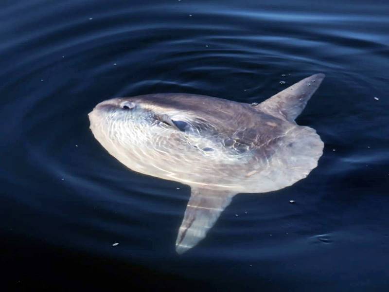 Pez Luna (mola mola)