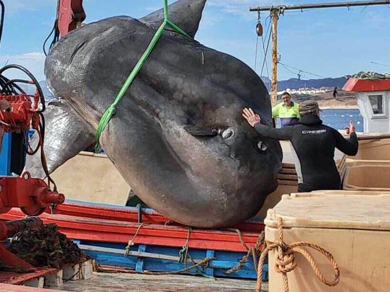 Pez Luna (mola mola)