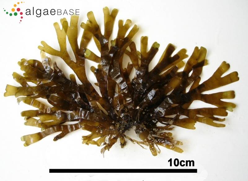 rugulopteryx okamurae