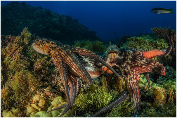 El pulpo común - Godive Cadiz