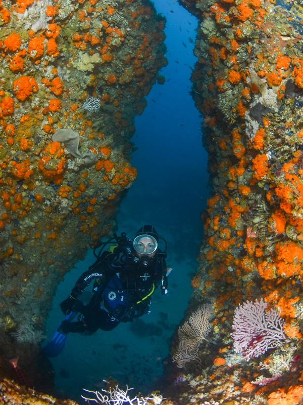 Buceo en el estrecho de Gibraltar con GoDive Cádiz