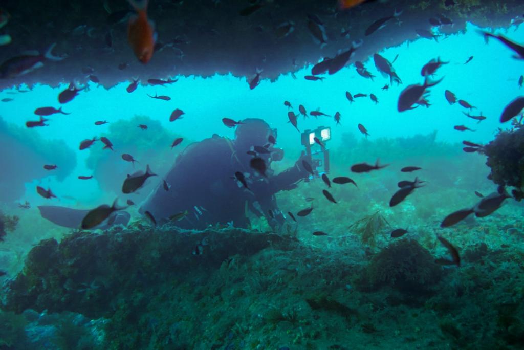 Aprender a identificar las especies marinas Aprender a identificar las especies marinas