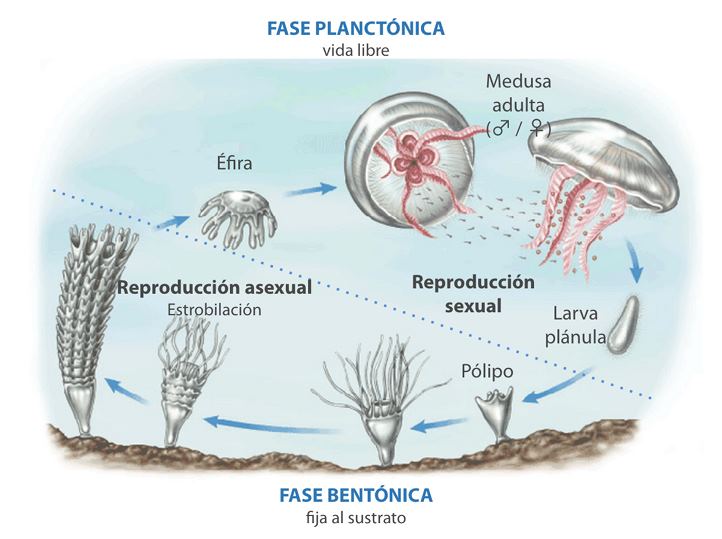 Medusas: De pólipo a medusa adulta Medusas: De pólipo a medusa adulta