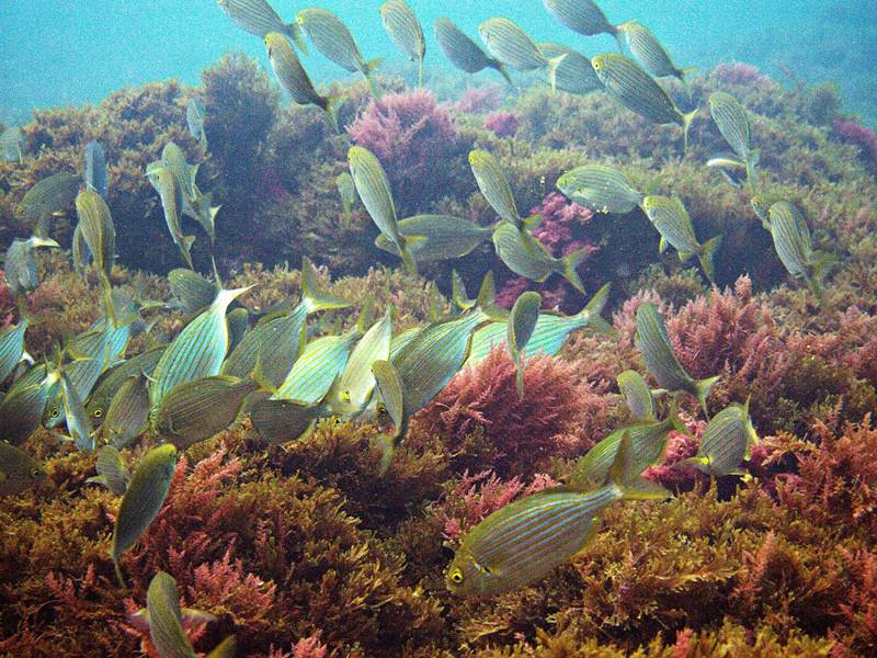 Bautizos de buceo Godive Cádiz