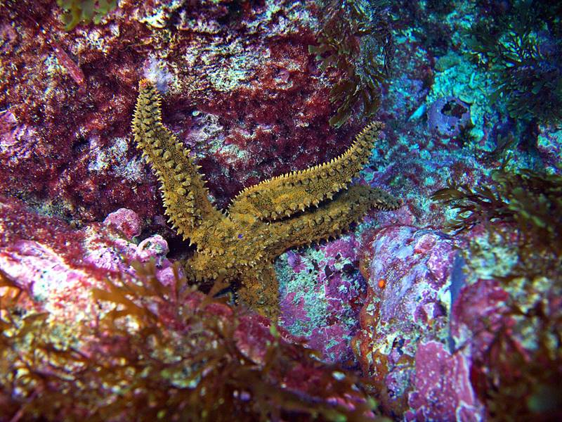 ¿Qué es un bautizo de buceo?