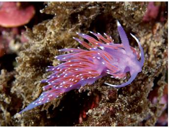 Flabellina Affinis - GoDive Tarifa - Buceo en Cádiz