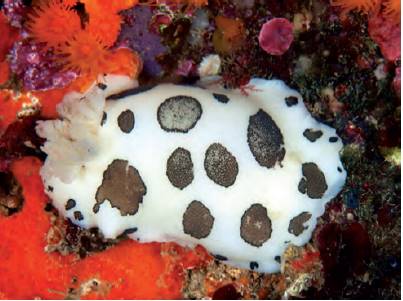 Peltodoris Atromaculata - GoDive Tarifa - Buceo en Cádiz