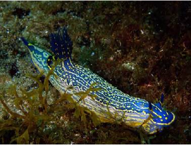 Felimare Picta - GoDive Tarifa - Buceo en Cádiz